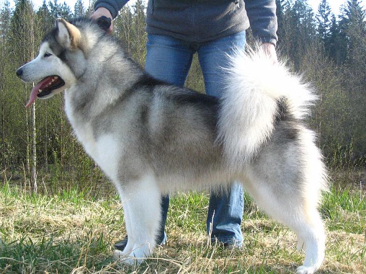 Awa toukokuu_08_036.jpg